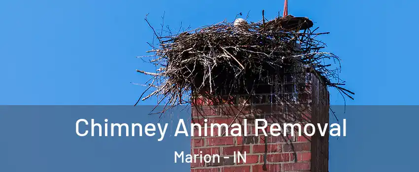 Chimney Animal Removal Marion - IN